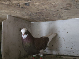 Roller pigeon