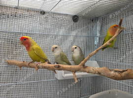 Lovebirds