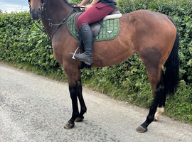 Lovely 3 yr old filly