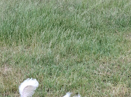 8 year old Poochon