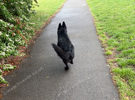 1 year old German shepherd for sale