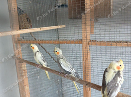 Pearl baby cockatiels for sale
