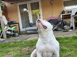 American bully