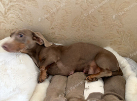 Miniature dash hounds for sale
