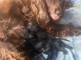 Working cocker mum 4 pups left of 6 , 23 days old cross