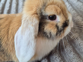 Gorgeous Young Male Mini Lop Rabbit / Bunny