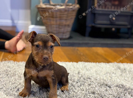 3 Beautiful Patterdale terrier boys