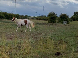 Full bred filly