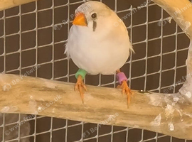 Young female finch