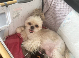 Shih Tzu puppies