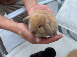 Beautiful baby mini lops ready now