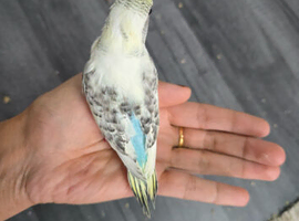 Tame baby budgies