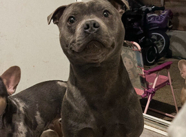 Stunning Blue Staffordshire Bull Terrier for stud