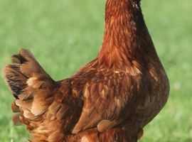 POL Hens available now
