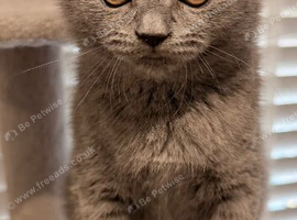 British Shorthair Kittens