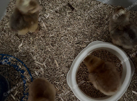 4 x cream legbar 2 day old cockerels chicks