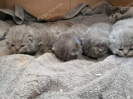 Stunning blue/silver bristish shorthair