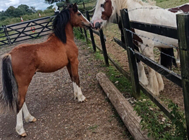 Horse/pony caretaker