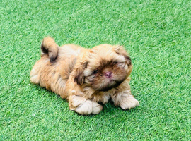 Stunning liver small Shih Tzu boy puppy