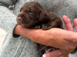 Cocker spaniel patterdale cross