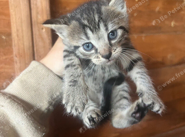 Kittens