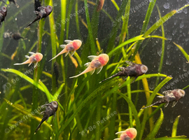 Bristlenose Pleco Bristol - Various sizes and colours