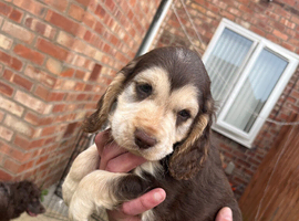 Show spaniels for sale