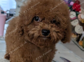 Adorable Asian red toy poodles