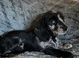 Daxi cross yorkie pups.
