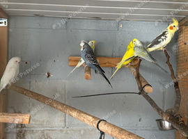 Selection of budgies