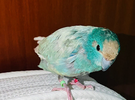 Baby blue get kekkreki for sale