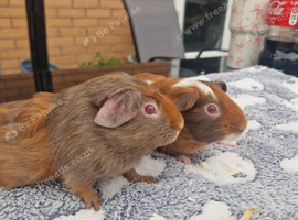 Lilac tri boar pair for sale !