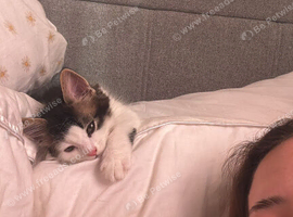 2 male kittens for sale