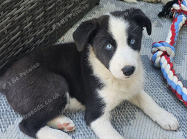 Border Collie cross Husky