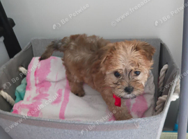 Yorkshire terrier. Puppy