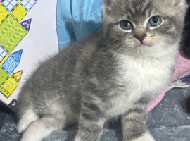Beautiful mixed breed kitten