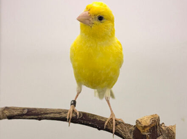 2024 Irish male canary