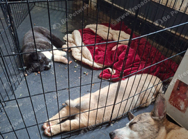 2 akita puppies for sale. One boy one girl. 8 weeks old.