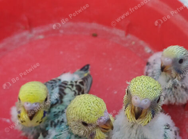Two baby budgies