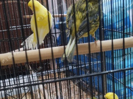 This years canaries