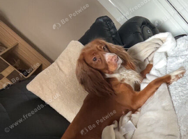 Cocker spaniel