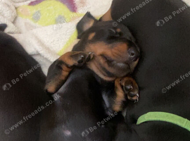 Miniature dachshund