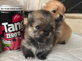 Pomeranian puppy's