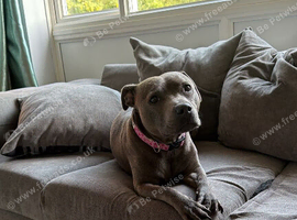 Staffy for sale