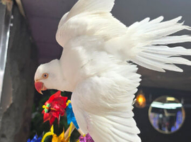 Female Beautiful  ringneck