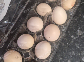 silkie ferlie eggs