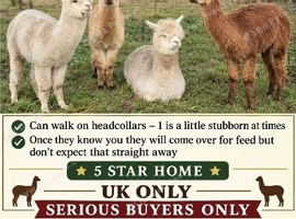 4 castrated alpacas