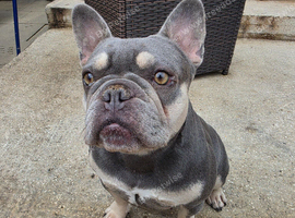 French bulldog bitch