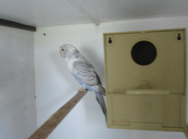 BUDGIE