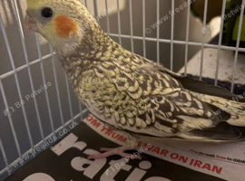 Baby cockatiel 13weeks old